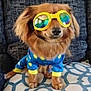 accessory, animal, blue_outfit, brown_dog, companion, cozy, cushion, cute, dog, fashion, funny_dog, furniture, indoor, patterned, pet_clothing, portrait, sitting, small_dog, sunglasses, yellow_polka_dots