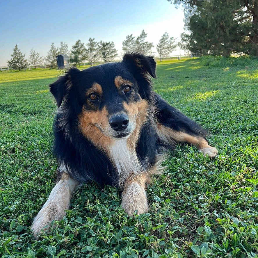 Hank joined the competition — help win amazing prizes! animal, canine, collie, countryside, dog, field, germanshepherd, grass, grassland, hound, lawn, meadow, nature, outdoors, park, pet, plant, puppy, rural, terrier