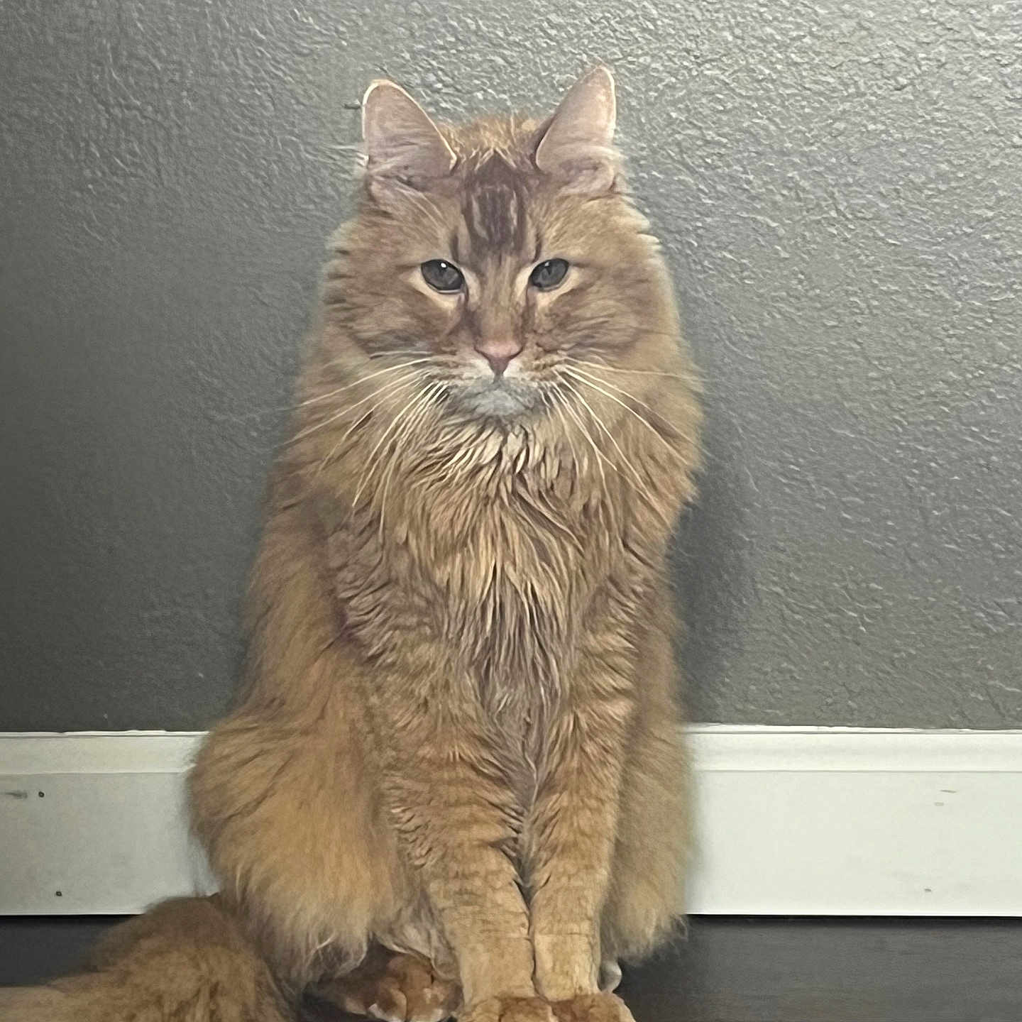 Jax joined the competition — help win amazing prizes! animal, cat, domestic_cat, ears, feline, floor, fluffy, furry, gray_wall, indoor, long_fur, looking_at_camera, orange_tabby, paws, pet, portrait, serious_expression, sitting, tail, whiskers