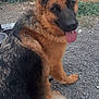 animal, bodypart, canine, dog, germanshepherd, mouth, person, pet, policedog, puppy, tongue