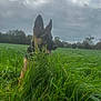 Kira participe au concours pour gagner de l'argent avec cette photo : dog, puppy, german_shepherd, grass, field, outdoor, nature, sky, cloudy, tongue, ears, green, young_dog, animal, pet, canine, playful, landscape, summer, daytime