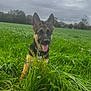 dog, puppy, german_shepherd, grass, field, outdoor, nature, animal, tongue_out, ears_up, greenery, cloudy_sky, cute, young, collar, pet, playful, fur, canine, summer