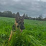 dog, german_shepherd, puppy, grass, field, outdoor, nature, greenery, cloudy_sky, ears, tongue, animal, young_dog, playful, canine, pet, wildlife, summer, landscape, curious