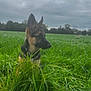 Kira a rejoint le concours — aidez-le/la à gagner de superbes lots ! german_shepherd, puppy, dog, grass, field, greenery, outdoor, nature, ears, canine, pet, young_dog, sky, cloudy, overcast, animal, muzzle, alert, portrait, side_view