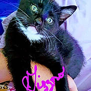 Gizzmo is registered to the contest to win money with this photo: cat, kitten, black_cat, white_markings, pet, animal, cute, indoor, hand, holding, fur, whiskers, eyes, curious, small, domestic, cozy, soft, resting, portrait