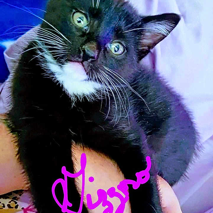 Gizzmo is registered to the contest to win money with this photo: cat, kitten, black_cat, white_markings, pet, animal, cute, indoor, hand, holding, fur, whiskers, eyes, curious, small, domestic, cozy, soft, resting, portrait