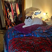 Missy joined the competition — help win amazing prizes! cat, bed, pillow, blanket, clothing, closet, lamp, light, indoor, furniture, sleeping_area, home, cozy, pet, feline, resting, textile, pattern, colorful, room