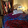 bed, blanket, cat, closet, clothing, colorful, cozy, feline, furniture, home, indoor, lamp, light, pattern, pet, pillow, resting, room, sleeping_area, textile