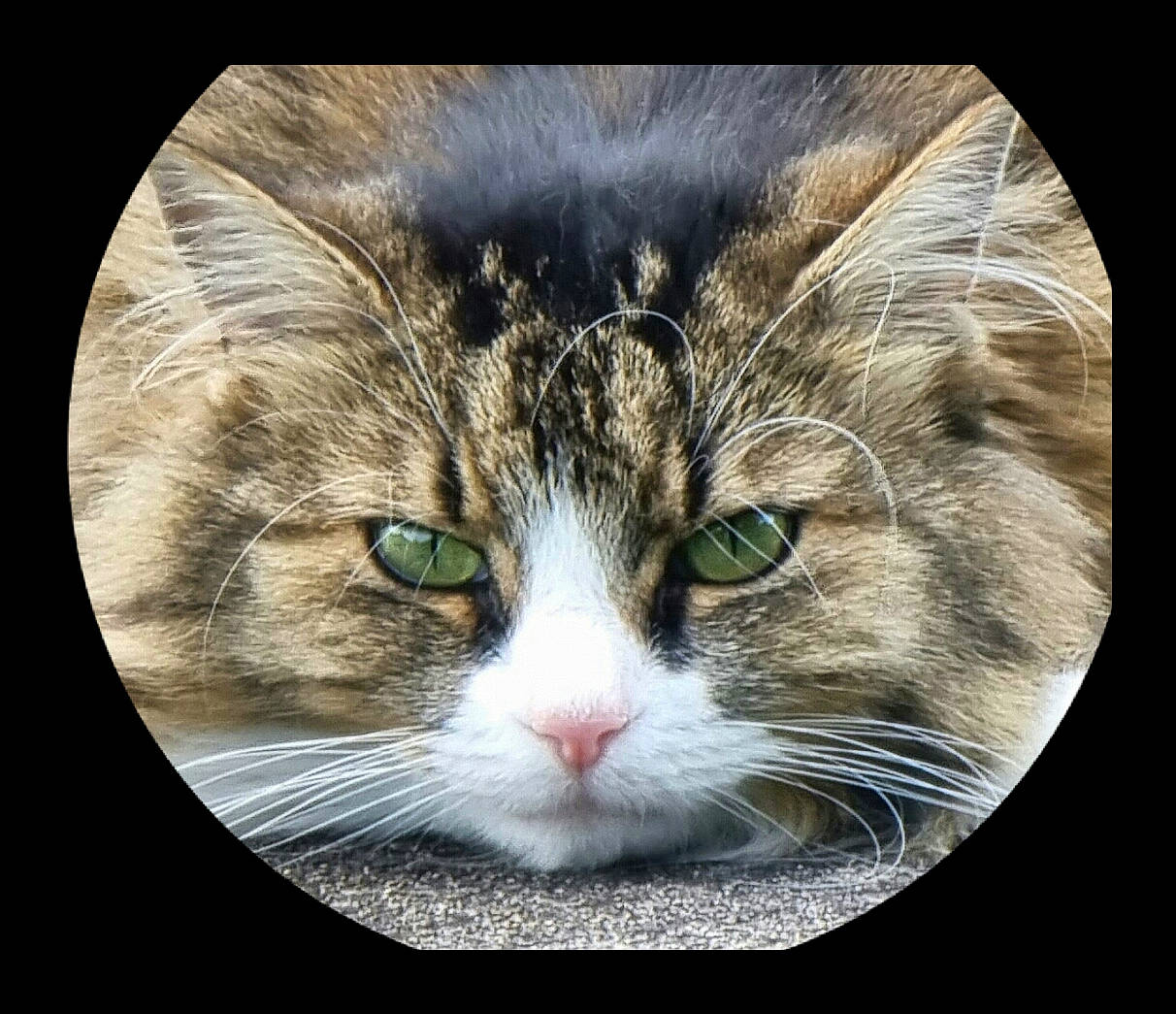 Julie a rejoint le concours — aidez-le/la à gagner de superbes lots ! art, carnivore, cat, domestic_short_haired_cat, eye, felidae, fur, paw, photo_caption, rectangle, small_to_medium_sized_cats, snout, terrestrial_animal, whiskers, wildlife, window