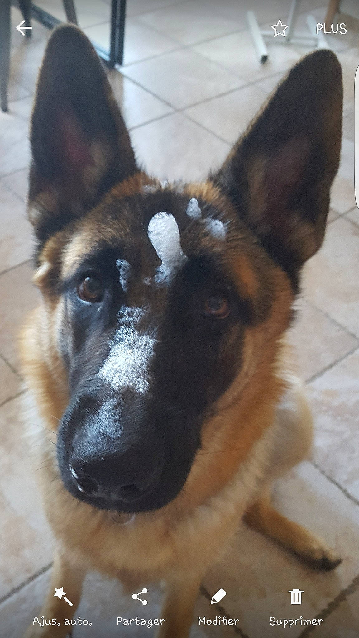 Leïa a rejoint le concours — aidez-le/la à gagner de superbes lots ! belgian_shepherd, belgian_shepherd_malinois, canidae, carnivore, dog, dog_breed, east_european_shepherd, fawn, german_shepherd_dog, king_shepherd, kunming_wolfdog, mammal, old_german_shepherd_dog, police_dog, rare_breed_dog, shiloh_shepherd_dog, snout, tervuren, vertebrate, working_dog