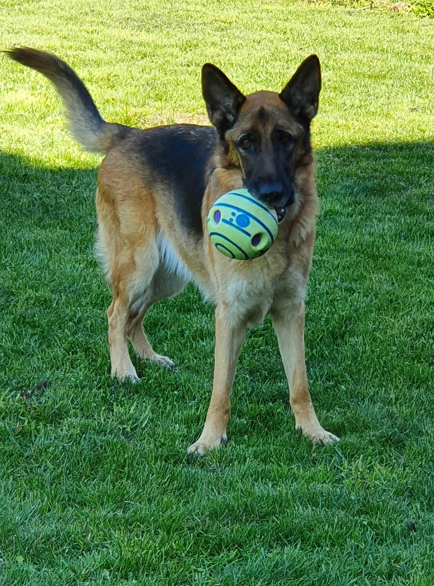 Leïa a rejoint le concours — aidez-le/la à gagner de superbes lots ! belgian_shepherd, belgian_shepherd_malinois, canidae, carnivore, dog, dog_breed, fawn, german_shepherd_dog, grass, kunming_wolfdog, mammal, plant, police_dog, rare_breed_dog, shiloh_shepherd_dog, sporting_group, tail, vertebrate, working_dog