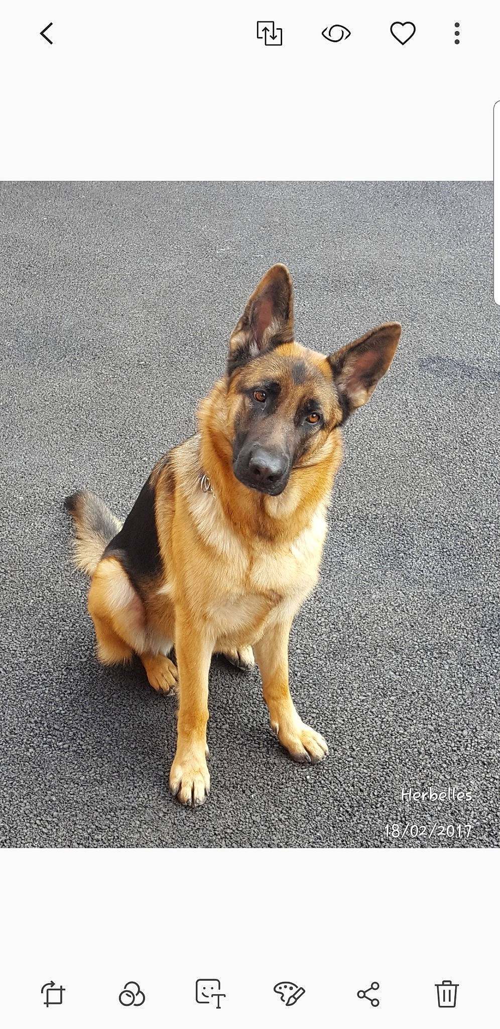 Leïa a rejoint le concours — aidez-le/la à gagner de superbes lots ! canidae, carnivore, companion_dog, dog, dog_breed, east_european_shepherd, fawn, german_shepherd_dog, king_shepherd, mammal, old_german_shepherd_dog, police_dog, rare_breed_dog, vertebrate, working_dog