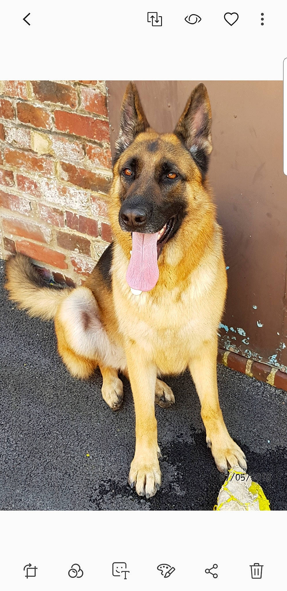 Leïa participe au concours pour gagner de l'argent avec cette photo : belgian_shepherd, belgian_shepherd_malinois, canidae, carnivore, dog, dog_breed, east_european_shepherd, fawn, german_shepherd_dog, king_shepherd, kunming_wolfdog, mammal, old_german_shepherd_dog, police_dog, rare_breed_dog, shiloh_shepherd_dog, snout, tervuren, vertebrate, working_dog