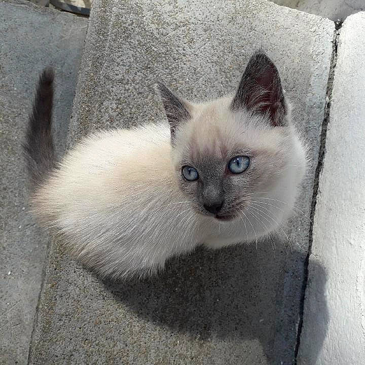 Spirit a rejoint le concours — aidez-le/la à gagner de superbes lots ! balinese, carnivore, cat, claw, comfort, domestic_short_haired_cat, eye, face, fawn, felidae, fur, grey, head, paw, road_surface, siamese, small_to_medium_sized_cats, tail, terrestrial_animal, whiskers