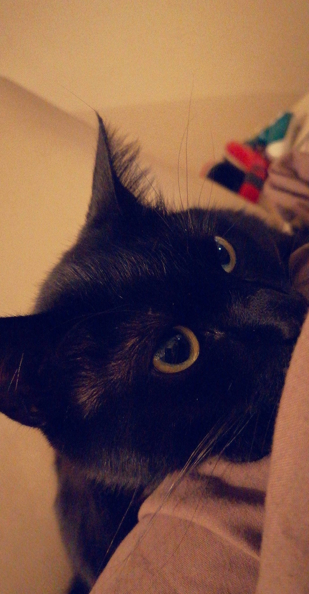 Rayman a rejoint le concours — aidez-le/la à gagner de superbes lots ! black_cat, carnivore, cat, claw, cloud, comfort, domestic_short_haired_cat, ear, eye, felidae, fur, gesture, selfie, small_to_medium_sized_cats, snout, square, tail, terrestrial_animal, vertebrate, whiskers