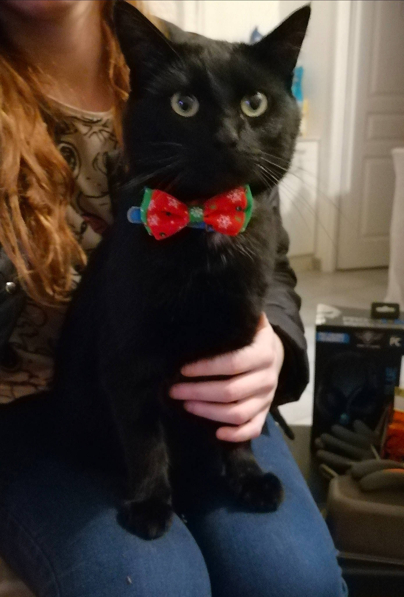 Rayman a rejoint le concours — aidez-le/la à gagner de superbes lots ! black_cat, carnivore, cat, comfort, domestic_short_haired_cat, electric_blue, felidae, formal_wear, fur, gesture, iris, sitting, small_to_medium_sized_cats, snout, tail, whiskers