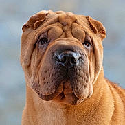 Denim joined the competition — help win amazing prizes! animal, brown, canine, close_up, companion, cute, dog, domestic_animal, ears, expression, face, fur, looking, muzzle, outdoor, pet, portrait, shar_pei, soft_background, wrinkles
