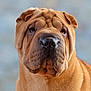 animal, brown, canine, close_up, companion, cute, dog, domestic_animal, ears, expression, face, fur, looking, muzzle, outdoor, pet, portrait, shar_pei, soft_background, wrinkles