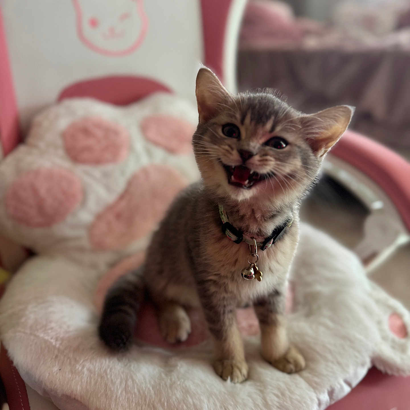 Whooski joined the competition — help win amazing prizes! animal, bell, blanket, cat, chair, collar, cozy, cushion, ears, eyes, fur, indoor, kitten, meowing, open_mouth, pet, portrait, sitting, tabby, whiskers