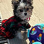 Rosie Lizz Lopez is registered to the contest to win money with this photo: dog, puppy, plaid_jacket, indoor, toy, plush_toy, floor, wood_floor, black_white_brown_fur, small_dog, pet, cute, curious, sitting, fur, ears, collar, colorful, patterned, home