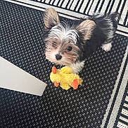 Rosie Lizz Lopez is registered to the contest to win money with this photo: puppy, dog, toy, plush, yellow, black_and_white, carpet, pattern, small_dog, cute, fluffy, indoor, pet, looking_up, playful, animal, one_eye_closed, fur, ears, nose