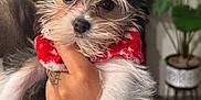Rosie Lizz Lopez is registered to the contest to win money with this photo: puppy, dog, red_bow, red_clothing, tattoo, hand, fur, cute, pet, indoor, plant, cozy, portrait, animal, closeup, small_dog, adorable, face, eyes, holding