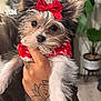 puppy, dog, red_bow, red_clothing, tattoo, hand, fur, cute, pet, indoor, plant, cozy, portrait, animal, closeup, small_dog, adorable, face, eyes, holding
