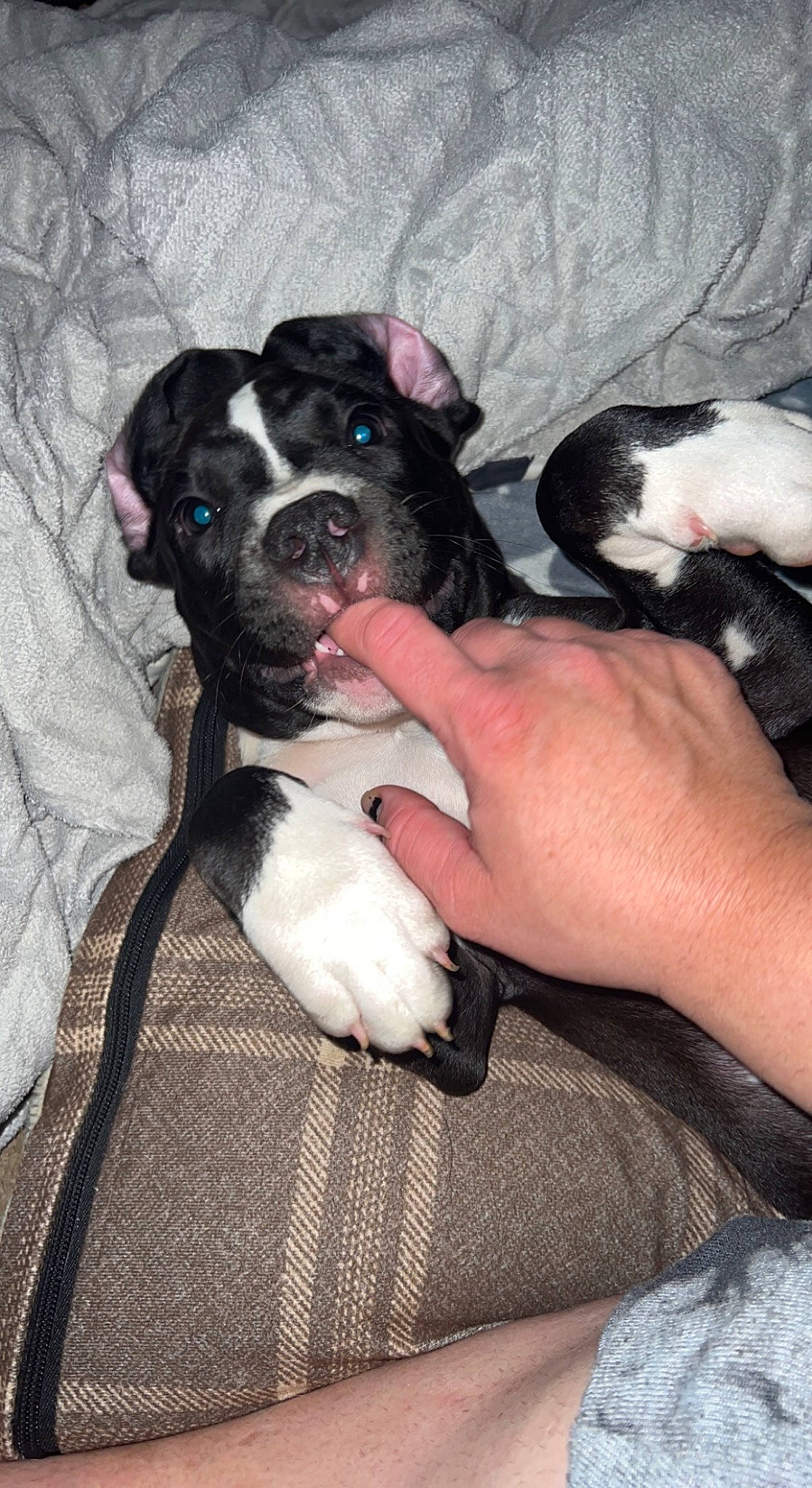 Juju is registered to the contest to win money with this photo: boston_terrier, canidae, carnivore, comfort, companion_dog, dog, dog_breed, fawn, finger, fur, mammal, nail, paw, puppy_love, snout, sporting_group, toy_dog, vertebrate, working_animal, wrist
