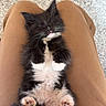 kitten, cat, sleeping, fur, black_and_white, pet, cute, paws, whiskers, fluffy, lap, relaxed, indoor, carpet, clothing, person, brown_pants, red_shirt, adorable, animal