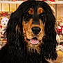 dog, black_fur, tan_fur, long_hair, wavy_fur, tongue_out, pet, portrait, close_up, holiday_decor, gift_boxes, festive, indoors, animal, cute, friendly, canine, fluffy, face, decorations