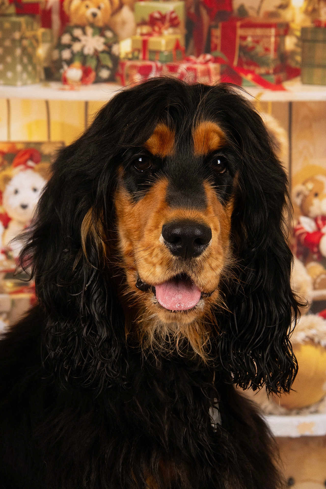 Api participe au concours pour gagner de l'argent avec cette photo : dog, black_fur, tan_fur, long_hair, wavy_fur, tongue_out, pet, portrait, close_up, holiday_decor, gift_boxes, festive, indoors, animal, cute, friendly, canine, fluffy, face, decorations