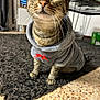 alert, animal, carpet, cat, close_up, curious, domestic_pet, floor, fur, furniture, home_interior, hoodie, indoor, metal_rack, paws, pet_clothing, red_bow, tabby_cat, whiskers, wide_eyes