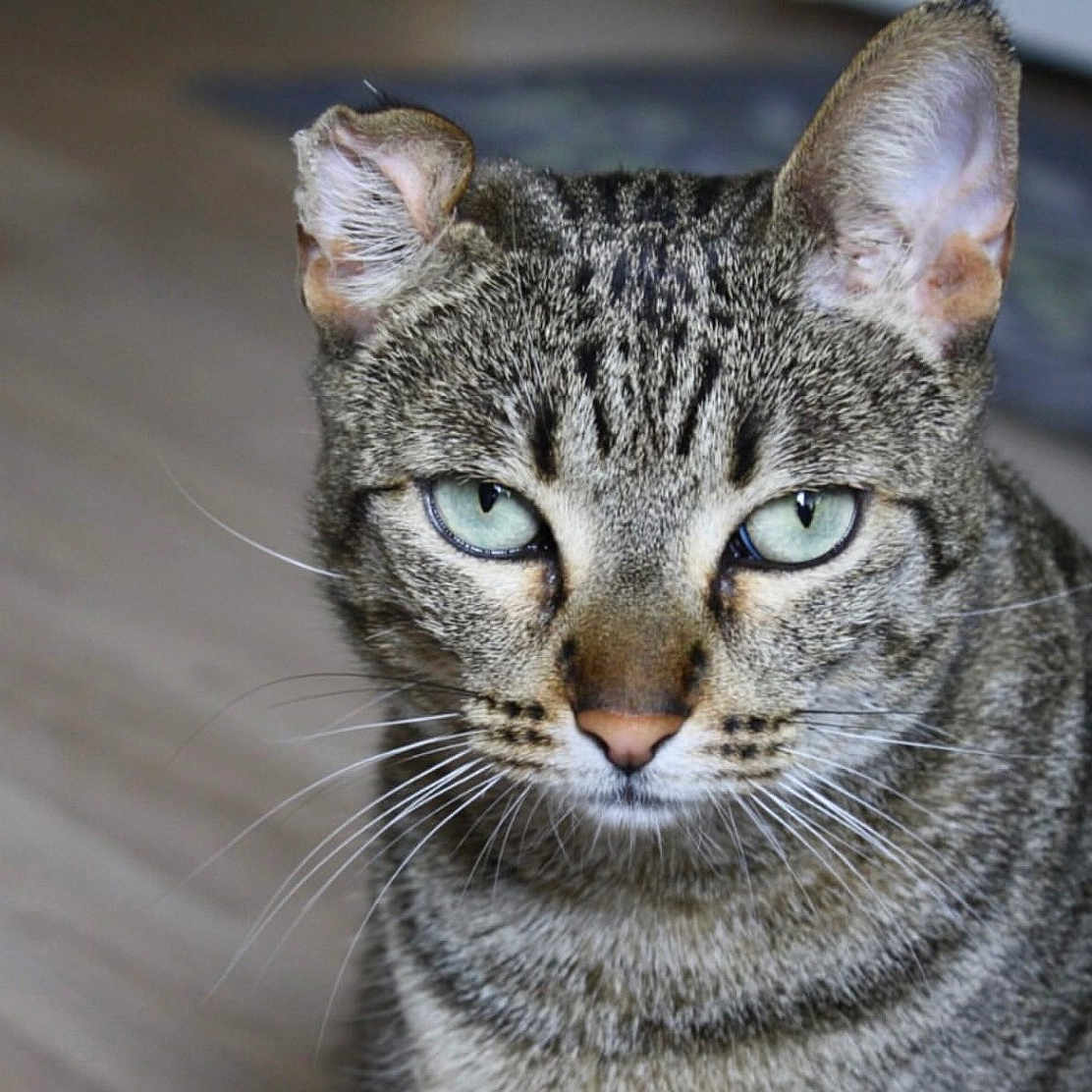 Zoe participe au concours pour gagner de l'argent avec cette photo : animal, cat, close_up, cute, domestic, ears, eyes, feline, floor, focused, fur, household, indoor, looking, mammal, pet, portrait, sitting, tabby, whiskers