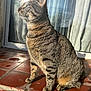 Zoe participe au concours pour gagner de l'argent avec cette photo : animal, cat, closeup, curtain, domestic_cat, ears, fur, outdoor, pet, profile, reflection, shadow, side_view, sitting, striped, sunlight, tabby, terracotta_tiles, whiskers, window