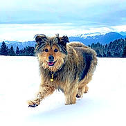 Dolly participe au concours pour gagner de l'argent avec cette photo : adventure, animal, canine, cold, dog, fluffy, fur, happy, landscape, mountains, nature, outdoor, pets, playful, scenic, sky, snow, trees, walking, winter