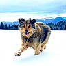 adventure, animal, canine, cold, dog, fluffy, fur, happy, landscape, mountains, nature, outdoor, pets, playful, scenic, sky, snow, trees, walking, winter
