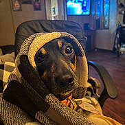 Sassy joined the competition — help win amazing prizes! dog, blanket, wrapped, cozy, indoor, chair, pet, fur, looking, brown, black, eyes, snout, home, living_room, comfort, relaxed, portrait, animal, cute