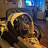 dog, blanket, wrapped, cozy, indoor, chair, pet, fur, looking, brown, black, eyes, snout, home, living_room, comfort, relaxed, portrait, animal, cute
