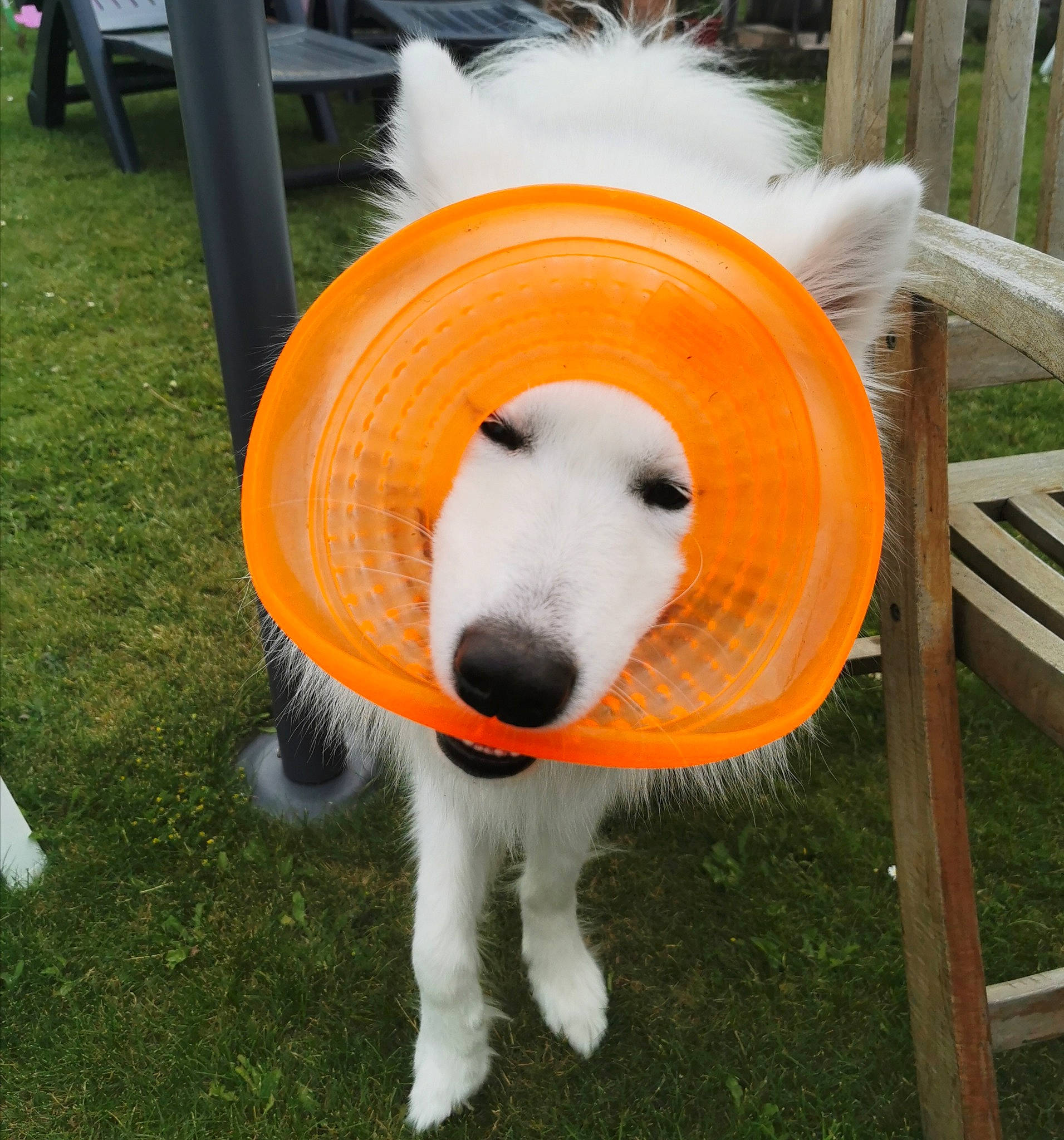 Loki a rejoint le concours — aidez-le/la à gagner de superbes lots ! animal_sports, canidae, carnivore, chair, companion_dog, costume, dog, dog_breed, dog_clothes, dog_sports, dog_supply, fashion_accessory, grass, outdoor_furniture, plant, recreation, snout, sporting_group, tail, working_animal