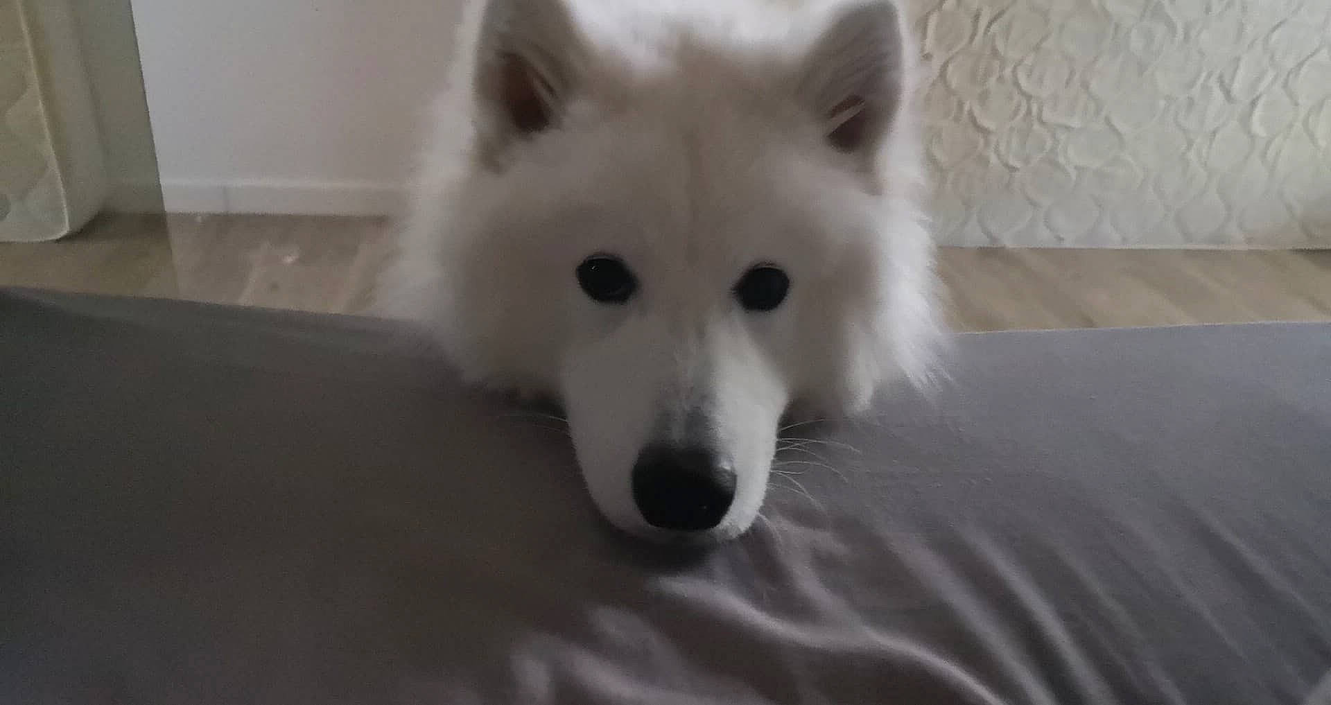 Loki participe au concours pour gagner de l'argent avec cette photo : canidae, canis, carnivore, companion_dog, dog, dog_breed, eye, fur, german_spitz_mittel, head, indian_spitz, iris, jaw, snout, spitz, sporting_group, terrestrial_animal, volpino_italiano, whiskers, working_animal