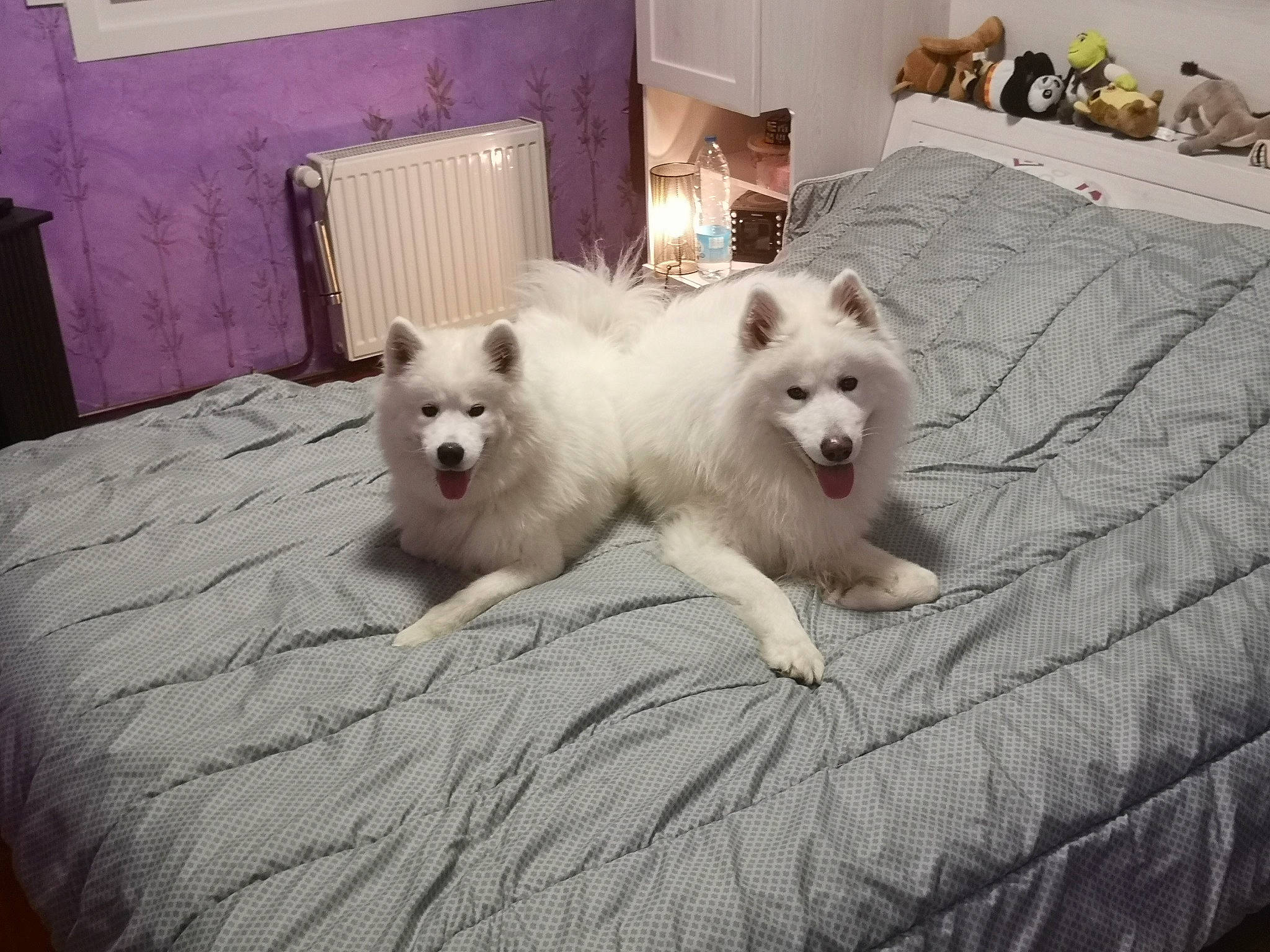 Loki participe au concours pour gagner de l'argent avec cette photo : canidae, carnivore, companion_dog, dog, dog_breed, fawn, felidae, flooring, fur, german_spitz, german_spitz_mittel, paw, samoyed, snout, spitz, sporting_group, tail, toy_dog, volpino_italiano, whiskers