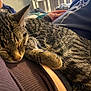 Momo joined the competition — help win amazing prizes! cat, tabby, sleeping, closeup, animal, pet, feline, fur, whiskers, paw, cozy, indoor, resting, comfort, relaxation, human, lap, clothing, striped, cute
