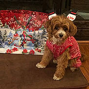 Roxie joined the competition — help win amazing prizes! brown_rug, christmas, christmas_theme, costume, cute, decorations, dog, festive, fur, gift_bag, holiday, holiday_season, indoor, pet, red, small_dog, snowman, sweater, white, wood_floor