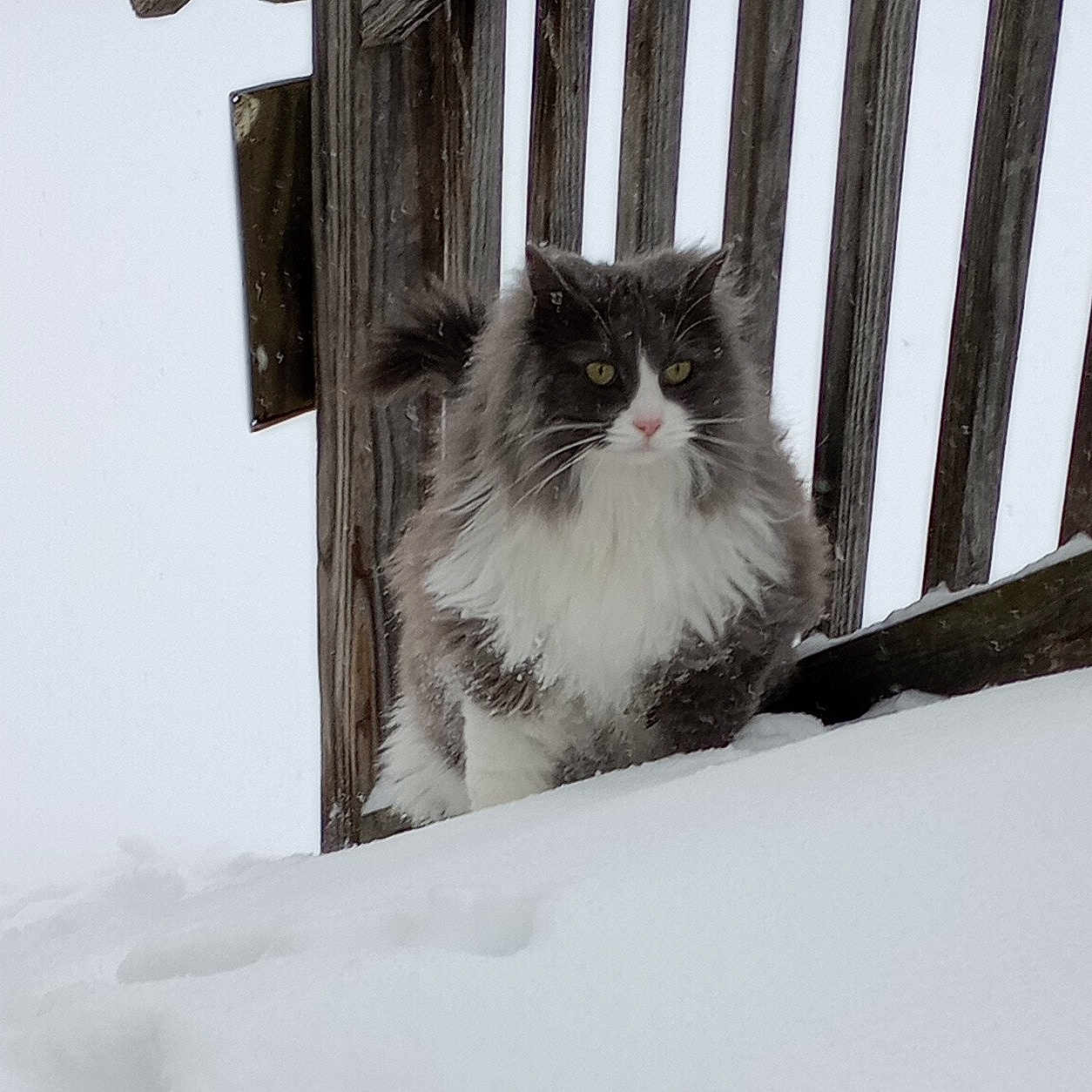 Milo is registered to the contest to win money with this photo: abyssinian, angora, animal, architecture, blizzard, cat, fence, handrail, ice, kitten, manx, nature, outdoors, pet, picket, railing, snow, storm, winter, wood