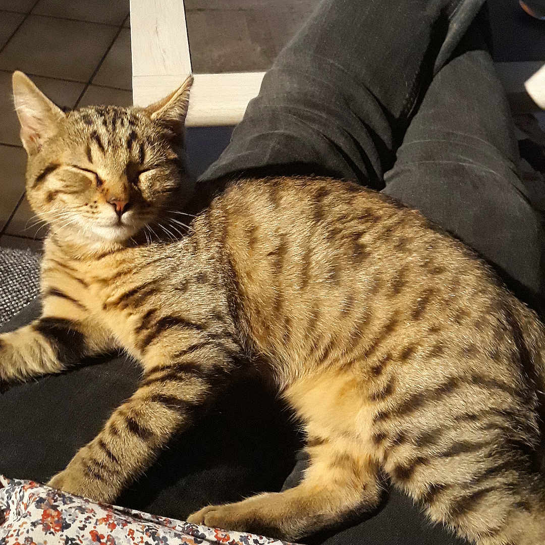 Indi