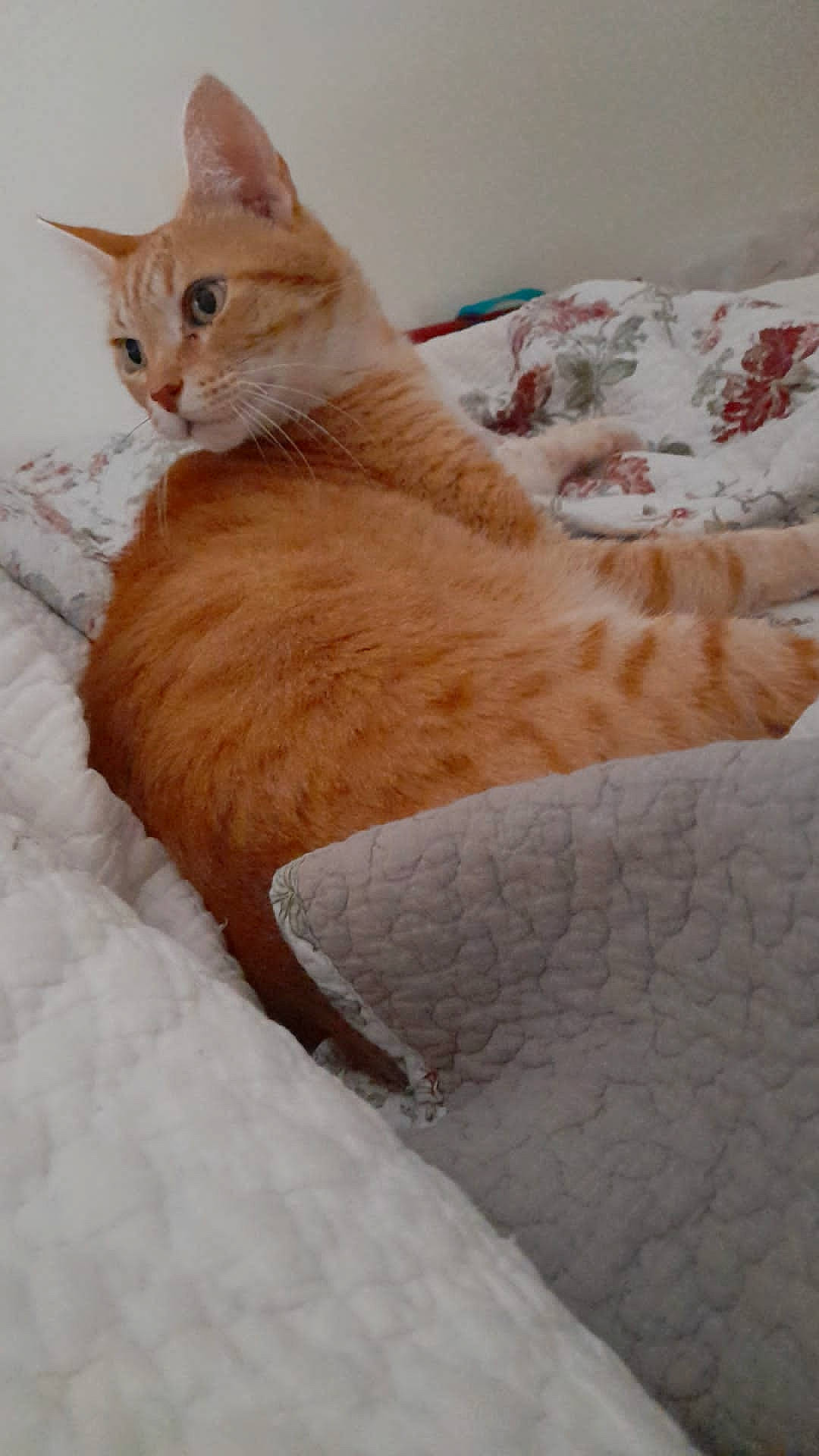 Buddy participe au concours pour gagner de l'argent avec cette photo : carnivore, cat, cat_supply, claw, comfort, domestic_short_haired_cat, fawn, felidae, freezing, fur, paw, small_to_medium_sized_cats, snow, tail, terrestrial_animal, tree, whiskers, window, winter, wood