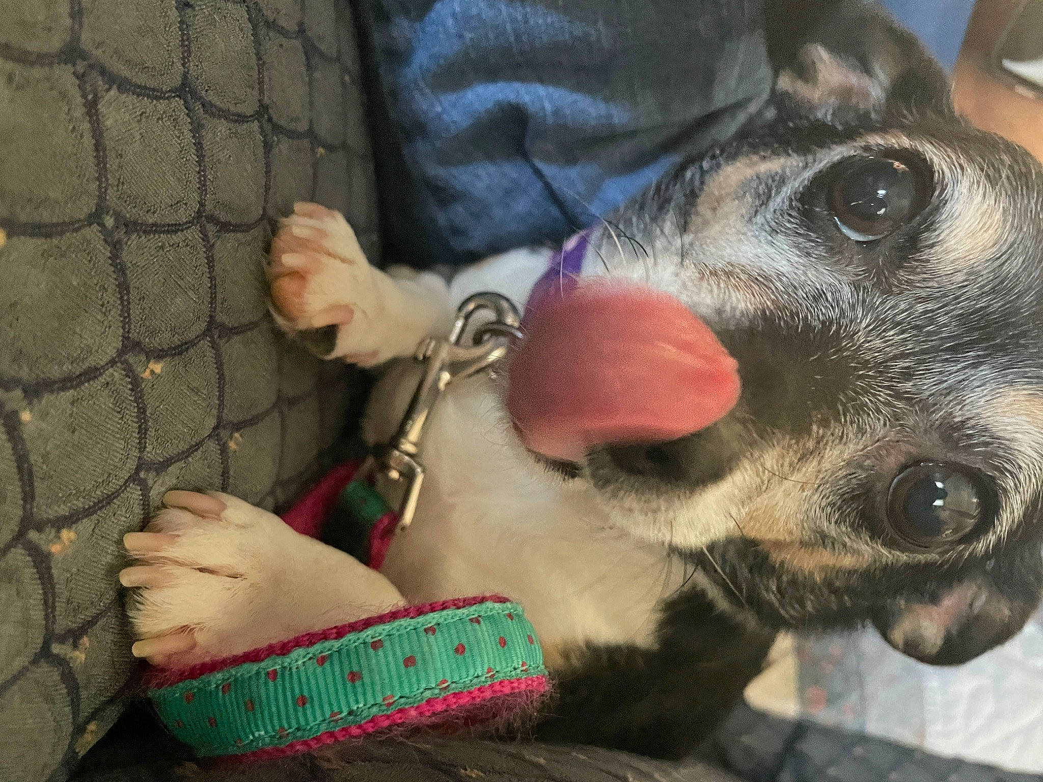 Betty is registered to the contest to win money with this photo: canidae, carnivore, collar, companion_dog, dog, dog_breed, ear, fawn, fur, guard_dog, jaw, nail, paw, selfie, snout, sporting_group, toy, whiskers, working_animal, wrist