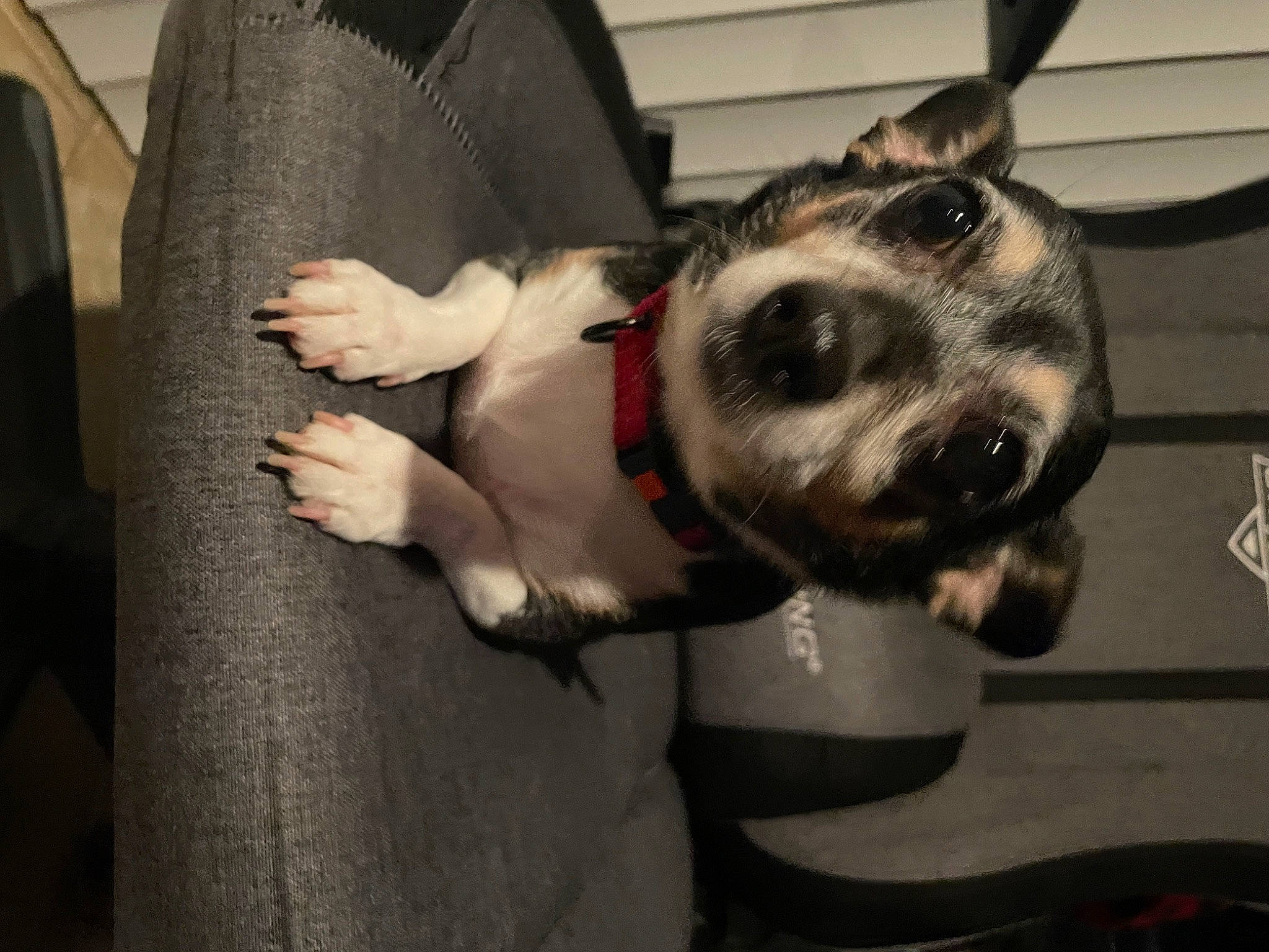 Betty joined the competition — help win amazing prizes! carnivore, collar, comfort, companion_dog, dog, dog_breed, dog_collar, dog_supply, ear, fashion_accessory, fur, leash, metal, paw, pet_supply, selfie, snout, sporting_group, whiskers, working_animal