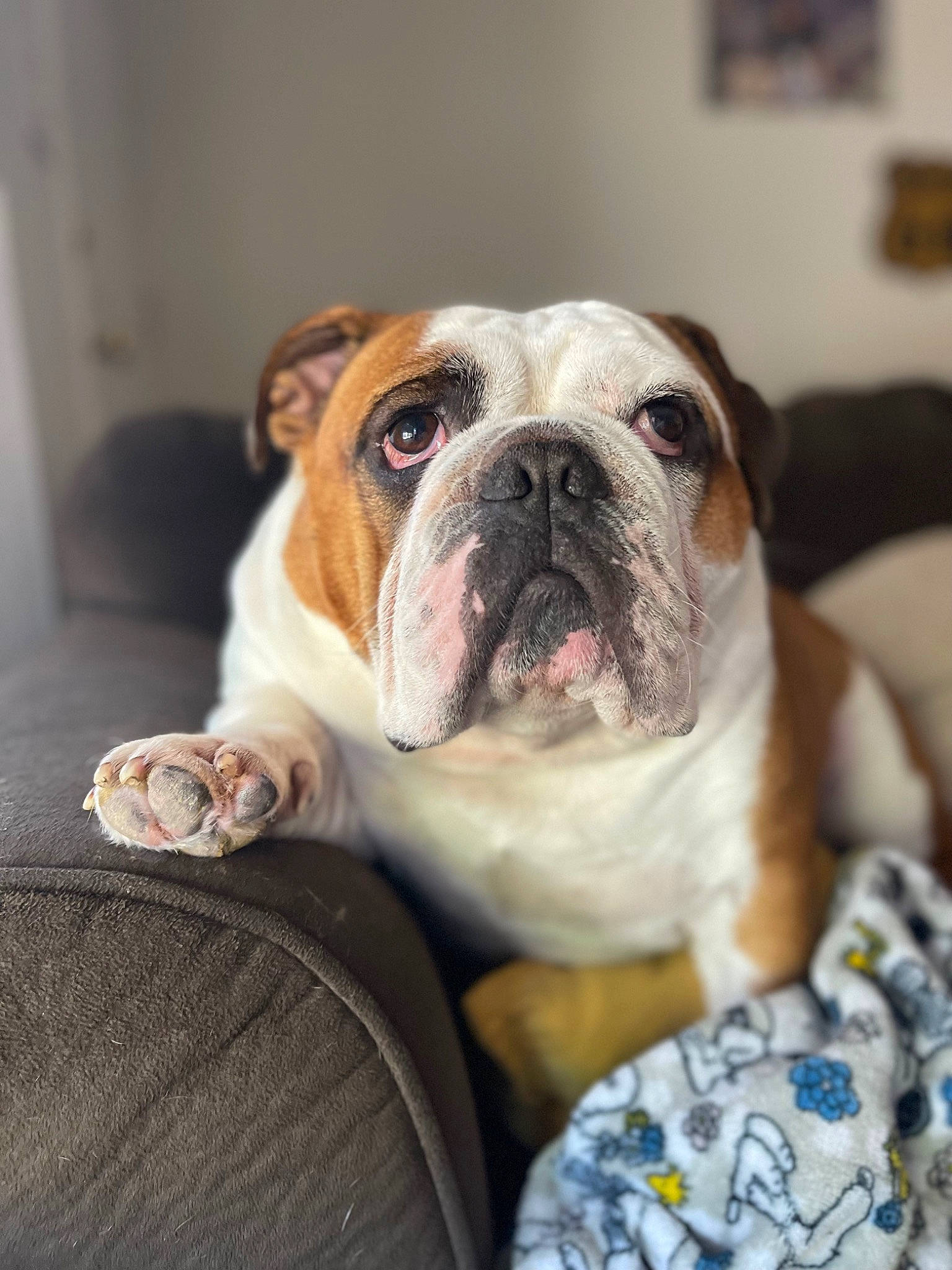 Dozer joined the competition — help win amazing prizes! bulldog, canidae, carnivore, comfort, companion_dog, dog, dog_breed, fawn, non_sporting_group, puppy, snout, sporting_group, terrestrial_animal, toy_dog, whiskers, white_english_bulldog, working_dog, wrinkle