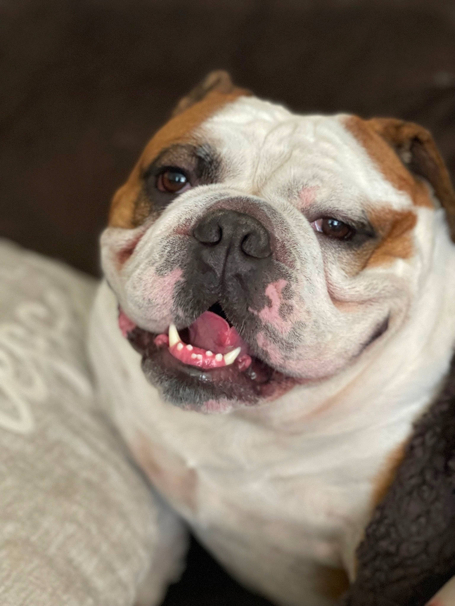 Dozer is registered to the contest to win money with this photo: bored, bulldog, canidae, carnivore, comfort, companion_dog, dog, dog_breed, fawn, fur, natural_material, non_sporting_group, snout, sporting_group, terrestrial_animal, whiskers, wrinkle